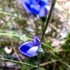 Thelymitra juncifolia at Burra, NSW - 19 Nov 2022