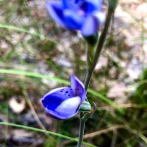 Thelymitra juncifolia at Burra, NSW - 19 Nov 2022