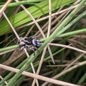 Maratus harrisi at Mount Clear, ACT - suppressed