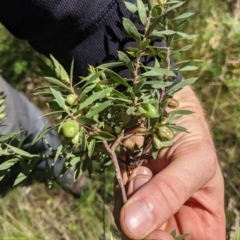 Styphelia triflora (Five-corners) at Molonglo Gorge - 29 Oct 2022 by WalterEgo