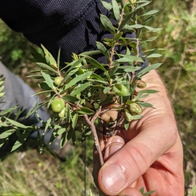 Styphelia triflora (Five-corners) at Molonglo Gorge - 29 Oct 2022 by WalterEgo