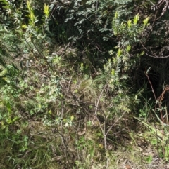 Styphelia triflora at Kowen, ACT - 29 Oct 2022