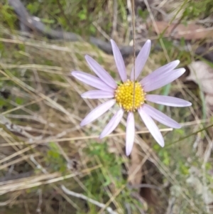 Calotis scabiosifolia var. integrifolia at Booth, ACT - 19 Nov 2022