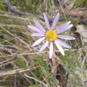 Calotis scabiosifolia var. integrifolia at Booth, ACT - 19 Nov 2022 09:38 AM