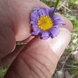 Calotis scabiosifolia var. integrifolia at Booth, ACT - 19 Nov 2022