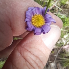 Calotis scabiosifolia var. integrifolia at Booth, ACT - 19 Nov 2022 09:51 AM