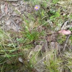 Calotis scabiosifolia var. integrifolia at Booth, ACT - 19 Nov 2022 09:51 AM