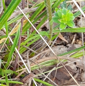 Calotis scabiosifolia var. integrifolia at Booth, ACT - 19 Nov 2022