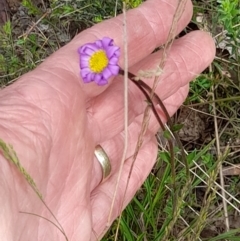 Calotis scabiosifolia var. integrifolia at Booth, ACT - 19 Nov 2022 09:51 AM