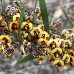 Daviesia mimosoides subsp. mimosoides at Wamboin, NSW - 19 Nov 2022 by Komidar