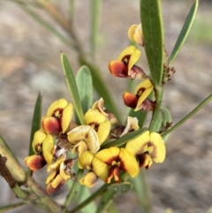 Daviesia mimosoides subsp. mimosoides at Wamboin, NSW - 19 Nov 2022 07:05 AM