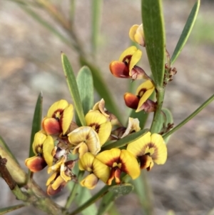 Daviesia mimosoides subsp. mimosoides at Wamboin, NSW - 19 Nov 2022 07:05 AM