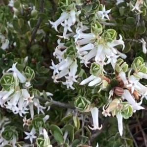 Brachyloma daphnoides at Kowen, ACT - 19 Nov 2022