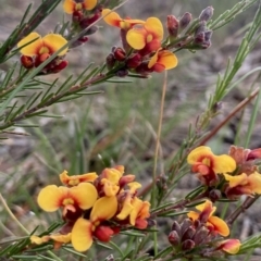 Dillwynia sericea (Egg And Bacon Peas) at Kowen, ACT - 19 Nov 2022 by Komidar