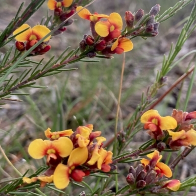 Dillwynia sericea (Egg And Bacon Peas) at Kowen, ACT - 19 Nov 2022 by Komidar