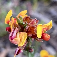 Dillwynia sericea at Kowen, ACT - 19 Nov 2022