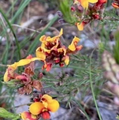 Dillwynia sericea at Kowen, ACT - 19 Nov 2022