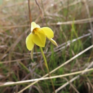 Diuris subalpina at Yaouk, NSW - 19 Nov 2022