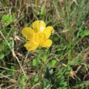 Ranunculus lappaceus at Yaouk, NSW - 19 Nov 2022 08:10 AM