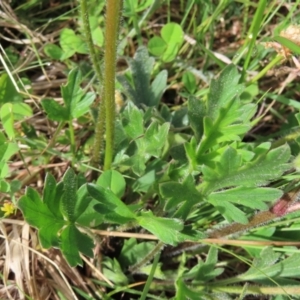 Ranunculus lappaceus at Yaouk, NSW - 19 Nov 2022