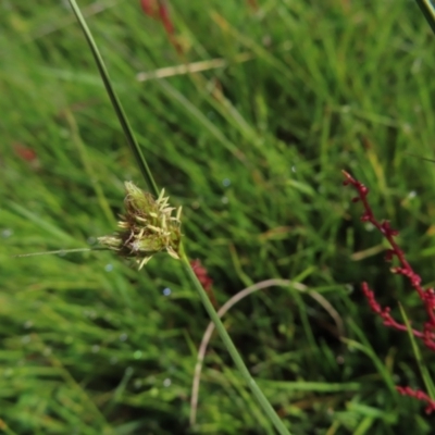 Carex inversa (Knob Sedge) at Yaouk, NSW - 19 Nov 2022 by MatthewFrawley