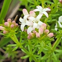 Asperula conferta (Common Woodruff) at Top Hut TSR - 19 Nov 2022 by trevorpreston