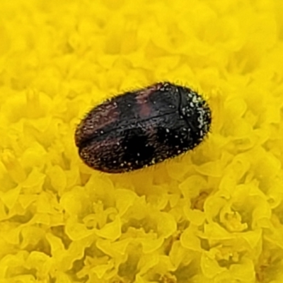 Dermestidae sp. (family) (Dermestid, carpet or hide beetles) at Dry Plain, NSW - 19 Nov 2022 by trevorpreston