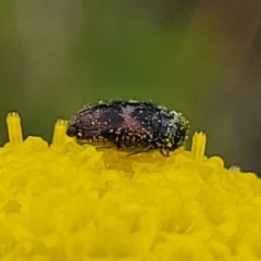 Dermestidae sp. (family) at Dry Plain, NSW - 19 Nov 2022 12:34 PM