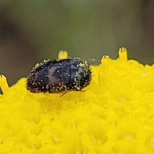 Dermestidae sp. (family) at Dry Plain, NSW - 19 Nov 2022 12:34 PM