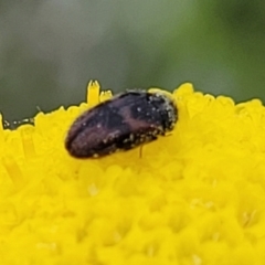 Dermestidae sp. (family) at Dry Plain, NSW - 19 Nov 2022 12:34 PM