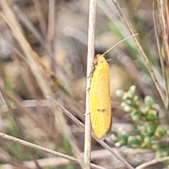 Unidentified Concealer moth (Oecophoridae) at Dry Plain, NSW - 19 Nov 2022 by trevorpreston