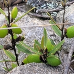 Hovea heterophylla (Common Hovea) at Top Hut TSR - 19 Nov 2022 by trevorpreston