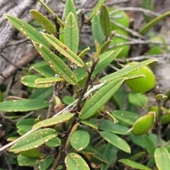 Hovea heterophylla at Dry Plain, NSW - 19 Nov 2022