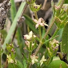 Galium gaudichaudii (Rough Bedstraw) at Top Hut TSR - 19 Nov 2022 by trevorpreston