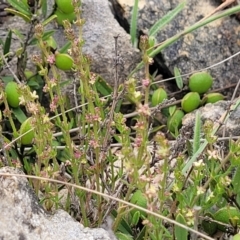 Galium gaudichaudii at Dry Plain, NSW - 19 Nov 2022