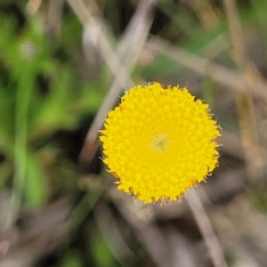 Leptorhynchos squamatus subsp. squamatus at Dry Plain, NSW - 19 Nov 2022