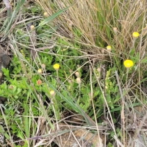 Leptorhynchos squamatus subsp. squamatus at Dry Plain, NSW - 19 Nov 2022