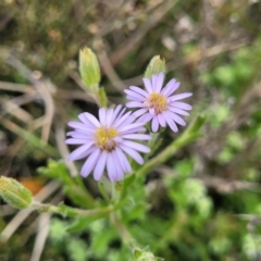 Vittadinia cuneata var. cuneata (Fuzzy New Holland Daisy) at Top Hut TSR - 19 Nov 2022 by trevorpreston