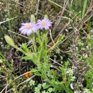 Vittadinia cuneata var. cuneata at Dry Plain, NSW - 19 Nov 2022