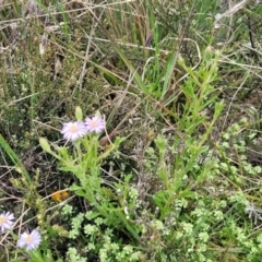 Vittadinia cuneata var. cuneata at Dry Plain, NSW - 19 Nov 2022