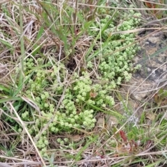 Poranthera microphylla at Dry Plain, NSW - 19 Nov 2022