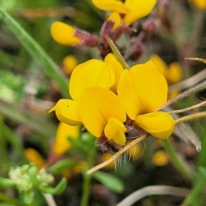 Bossiaea foliosa at Dry Plain, NSW - 19 Nov 2022 12:26 PM