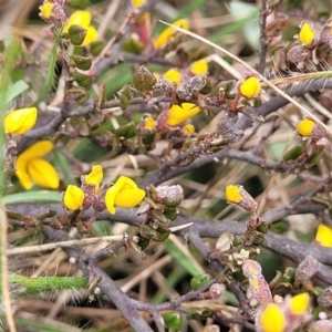 Bossiaea foliosa at Dry Plain, NSW - 19 Nov 2022