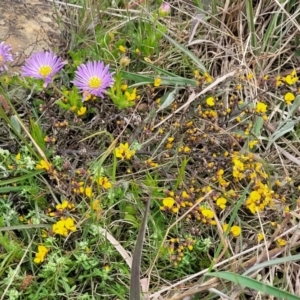 Bossiaea foliosa at Dry Plain, NSW - 19 Nov 2022