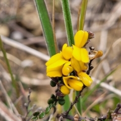 Bossiaea foliosa (Leafy Bossiaea) at Top Hut TSR - 19 Nov 2022 by trevorpreston