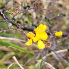 Bossiaea foliosa at Dry Plain, NSW - 19 Nov 2022