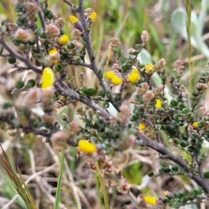 Bossiaea foliosa at Dry Plain, NSW - 19 Nov 2022