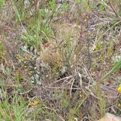 Bossiaea foliosa at Dry Plain, NSW - 19 Nov 2022