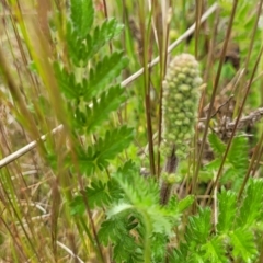 Acaena x ovina (Sheep's Burr) at Top Hut TSR - 19 Nov 2022 by trevorpreston