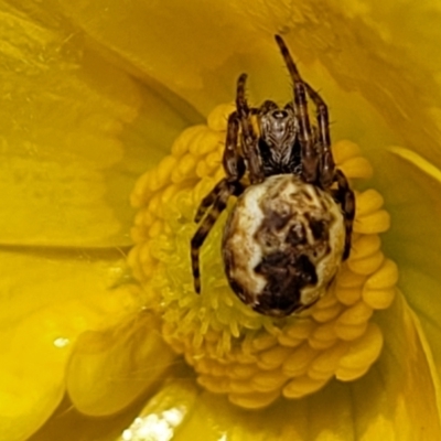 Araneus hamiltoni (Hamilton's Orb Weaver) at Top Hut TSR - 19 Nov 2022 by trevorpreston